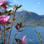 Телецкое озеро: цветение мая