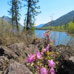 Телецкое озеро: цветы и деревья