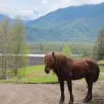 Уймонская долина, Алтай: Конь