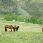 Уймонская долина, Алтай: кони