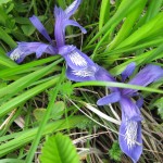 Уймонская долина, Алтай: цветок мая