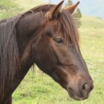 Уймонская долина, Алтай: портрет коня