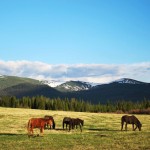 Лошади и долины